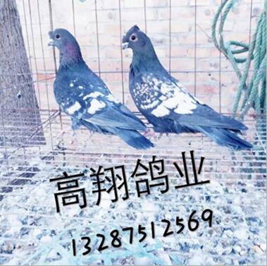 鸽子不断箭，力量的象征与坚韧精神的体现